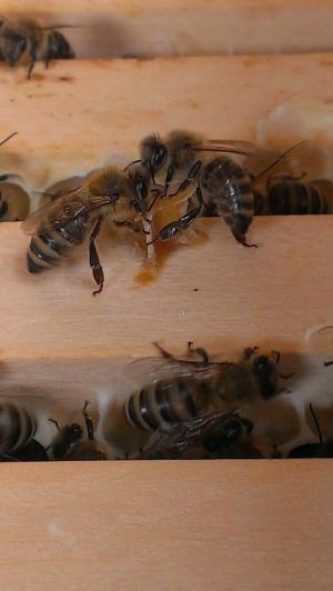 蜜蜂, 蜂窝状, 木材, 昆虫, 蜜蜂, 动物, 蜂蜜