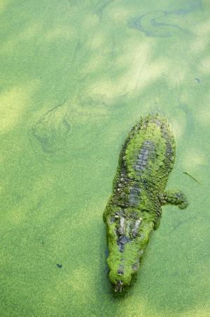 鳄鱼, 绿色, 泰国