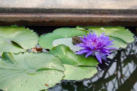 水百合, 紫色, 开花, 开花, 绽放, 池塘, 水生植物