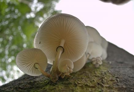 蘑菇, 瓷木耳, 白色, 自然, 秋天, 真菌, 可食用的蘑菇