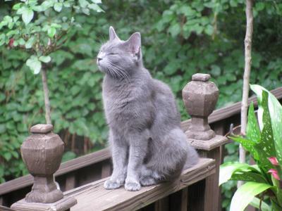 猫, 动物, 俄罗斯蓝猫, 灰色的猫