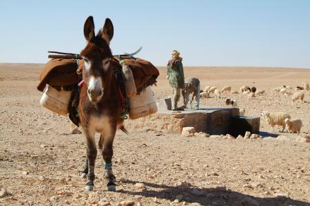 驴, 撒哈拉沙漠, 沙漠, 突尼斯, 牧羊人, 动物, 农村现场