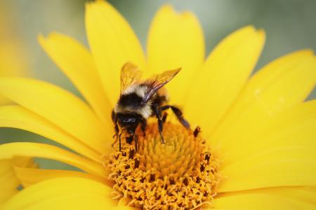 蜜蜂, 花, 花粉, 夏季, 黄色