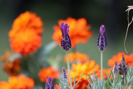 自然, 紫色, 熏衣草, 橙色, 植物, 背景, 夏季