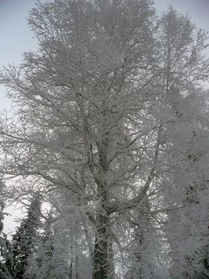 冬天, 树木, 冬天的魔法, 雪, 感冒, 自然, 天气