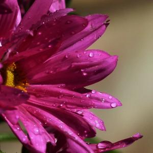 紫菀, 雨滴, 特写, 花, 自然, 粉色, 花园