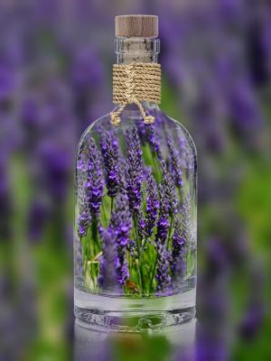 熏衣草, 瓶, 植物, 春天, 紫色, 自然, 字段