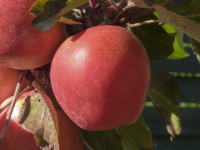 苹果, 红色, 收获, 红红的苹果, 弗里施, 维生素, 水果