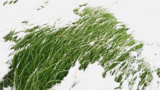 草, 雪, 冬天, 绿草, 感冒, 冻结, 属性