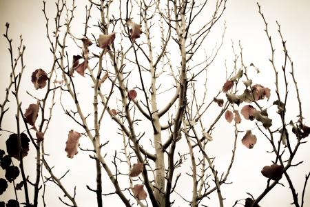梨树, 分支机构, 树, 秋天, 秋天的落叶, 冬树, 果园