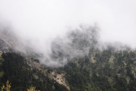 雾, 山, 金合欢山, 景观