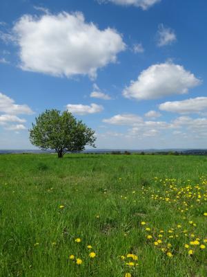 树, 草甸, 景观, 绿色, 自然, 云彩, 波兰