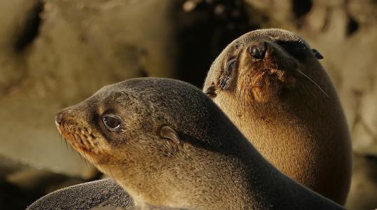 毛皮海豹幼崽, 岩石, 关闭, 海岸, 新西兰, 海洋, 野生动物