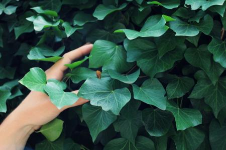 常春藤, 绿色, 手, 人类, 手臂, 手指, 植物