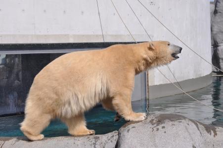 动物园, 北极熊, 贵