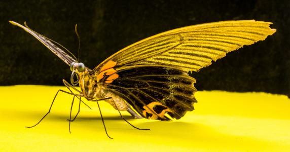 蝴蝶, 昆虫, 自然, 蝴蝶-昆虫, 动物, 动物的翼, 黄色