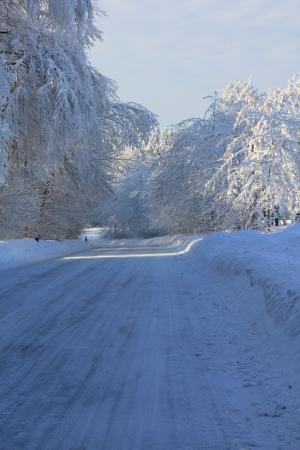 道路, 雪, 堡森林, 冬天, 白色, 蓝色, 树