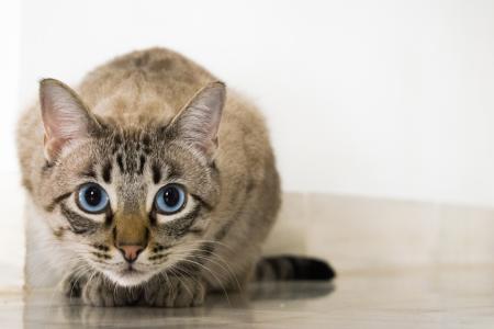 猫, 动物, 宠物, 猫看, 眼睛, 猫的眼睛, 蓝色的眼睛