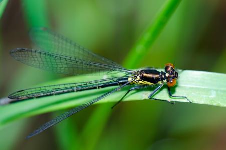 蜻蜓, 昆虫, 自然, 翼, 绿色的颜色, 一种动物, 动物主题