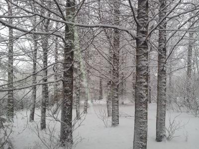 弗罗斯特, 树, 雪, 感冒, 冬天, 白色, 自然