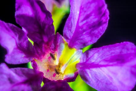 小花, 开花, 绽放, 宏观, 紫罗兰色, 紫色, 自然
