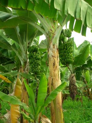 香蕉, 香蕉树, 香蕉种植园, 人工林, 果树栽培, 绿色, 花园
