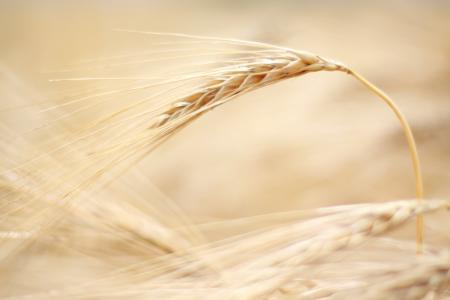 大麦, 夏季, 字段, 自然, 麦片, 耳朵, 穗状花序