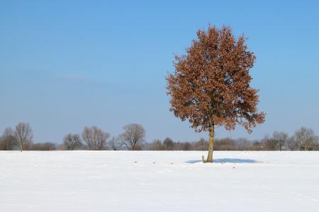 冬天, 雪, 树, 单独地, 寒冷, 白色, 感冒