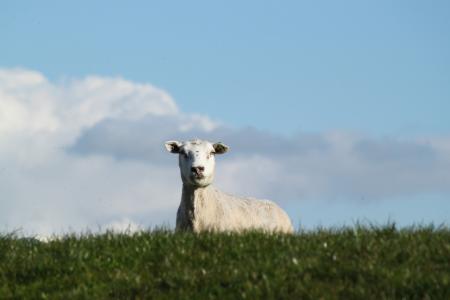 白色, 羊, 绿色, 草, 字段, 白天, 动物
