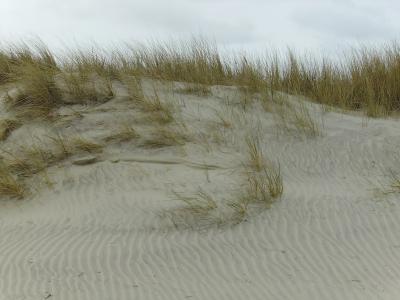 沙丘, 沙子, 海滩