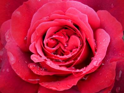 罗莎, 红玫瑰, 滴眼液, 罗西奥, 花, 新鲜, 详细
