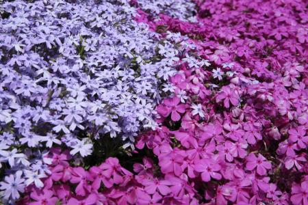 花, 紫罗兰色, 花瓣, 绽放, 花园, 植物, 自然