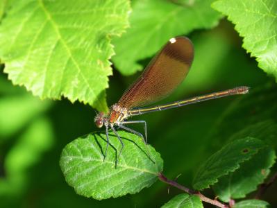 libella, 黑蜻蜓, calopteryx haemorrhoidalis, 美, 彩虹, 蜻蜓, 昆虫
