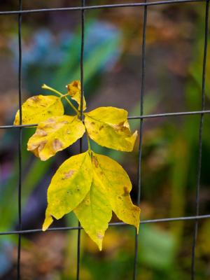 叶子, 电线, 栅栏, 黄色, 秋天