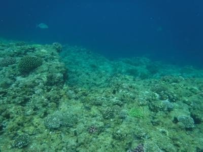 珊瑚礁, 冲绳岛, 海