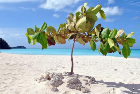 安提瓜, 加勒比海, 立场, 海, 假日, 自然, 海滩
