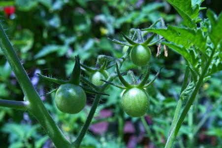 西红柿, 炒绿西红柿, 未成熟的蕃茄, naschtomaten, 绿色, 不成熟, 花园