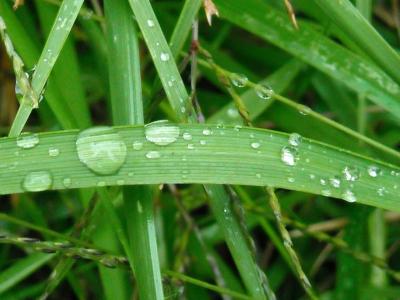 草, 雨, 水, 自然