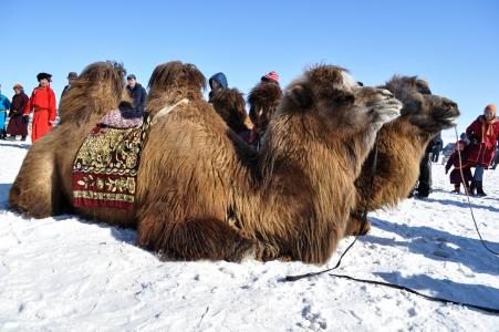 骆驼, 冬天, 双峰驼, 蒙古, 动物, 自然, 雪