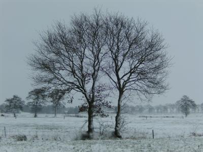 冬天, 树木, 雪, 景观