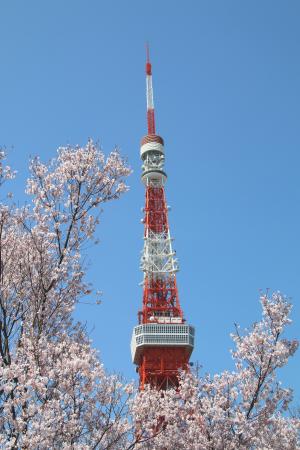 蓝蓝的天空, 樱花, 塔, 东京塔, 高, 天空, 阳光灿烂的日子