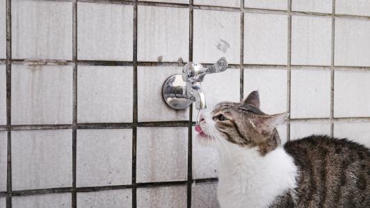 猫咪, 喝水, 宠物