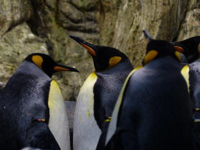 国王企鹅, 企鹅, 喙, 看看, 等待, aptenodytes patagonicus, spheniscidae