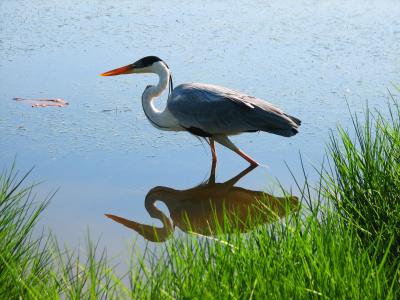 鸟, 镜子, 自然, 水, 力拓, 池塘
