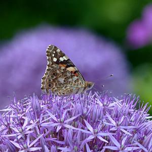 昆虫, 蝴蝶, 夏季, 花, 紫色, 一种动物, 在野外的动物