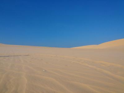 沙漠, 越南, 梅东北, 骆驼, 污垢, 沙子, 红砂