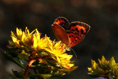 动物, 蝴蝶, 橙色, 黄色的花, 昆虫, 自然, 蝴蝶-昆虫