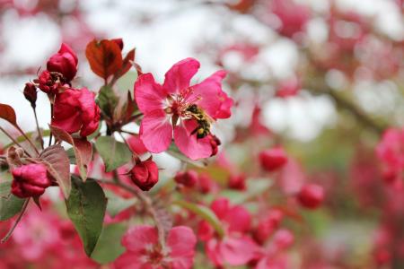 开花, 绽放, 樱桃, 粉色, 蜜蜂, 分公司, 春天