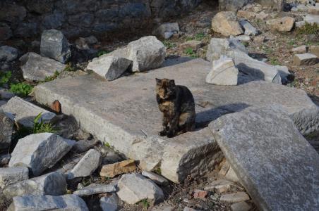 猫, 以弗所, 石头