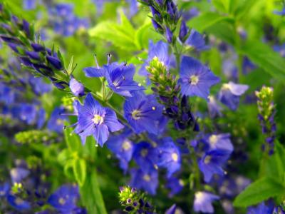 花, 蓝色, 植物, 花园, 自然, 花, 夏季